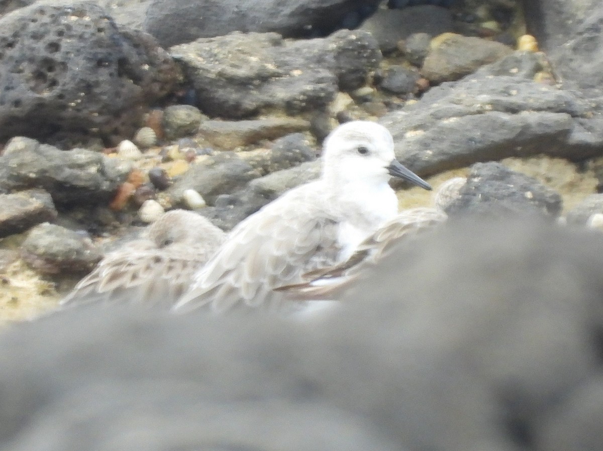 Sanderling - ML646500216