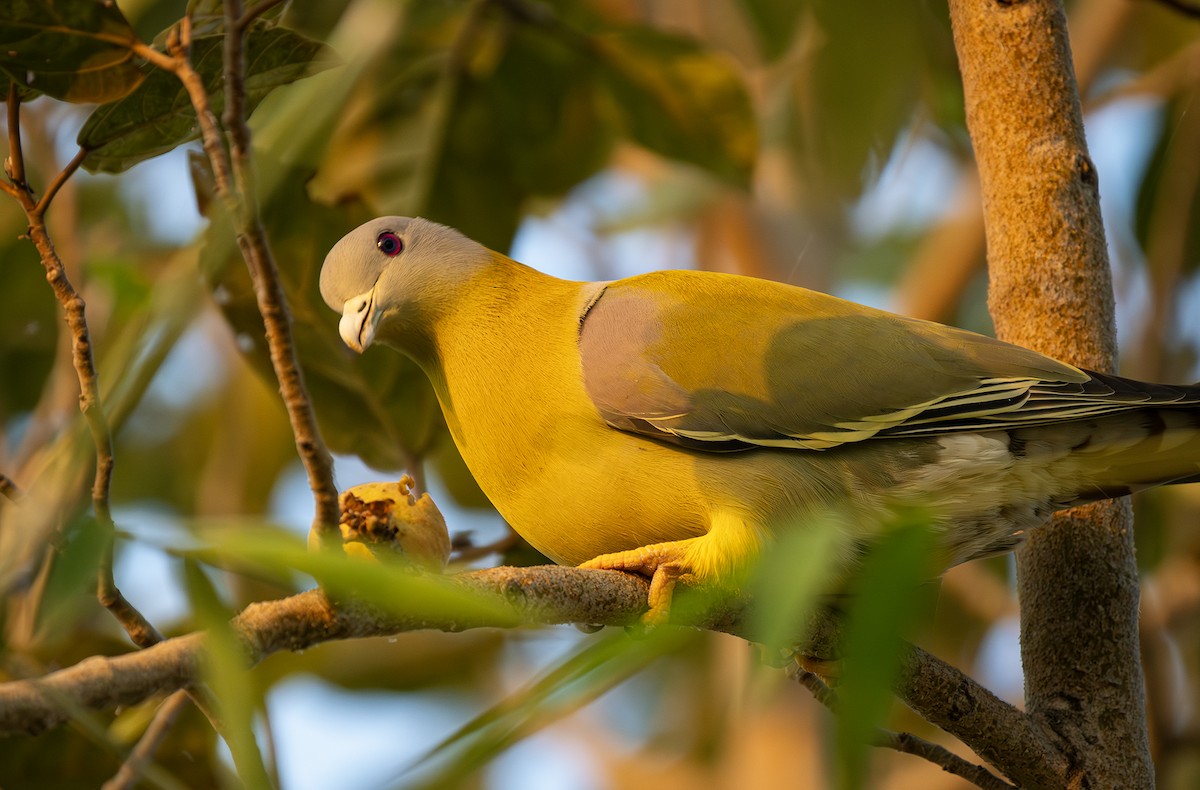 Yellow-footed Green-Pigeon - ML646500221