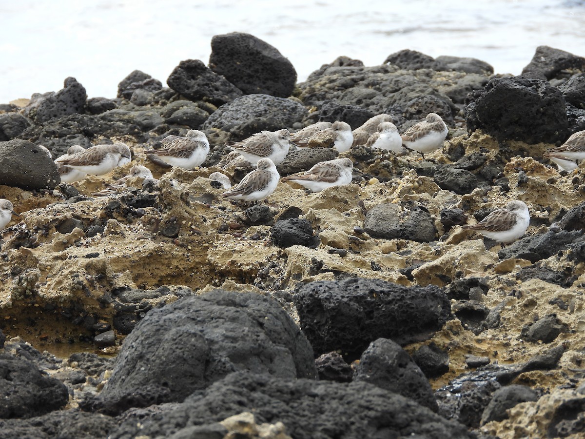 Red-necked Stint - ML646500226