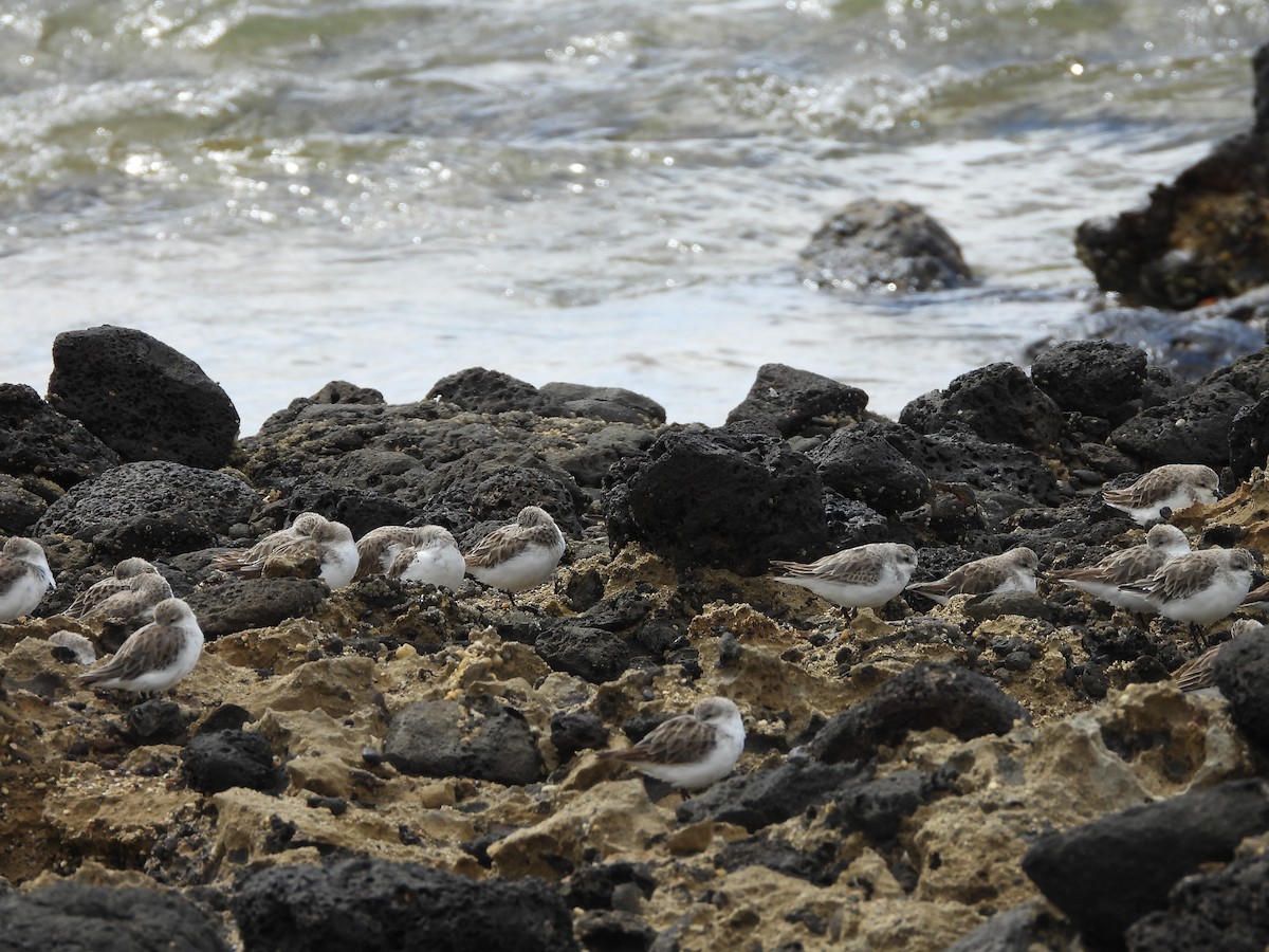 Red-necked Stint - ML646500227