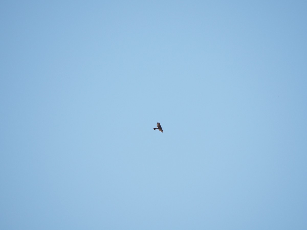 Яструб малий - ML646500228