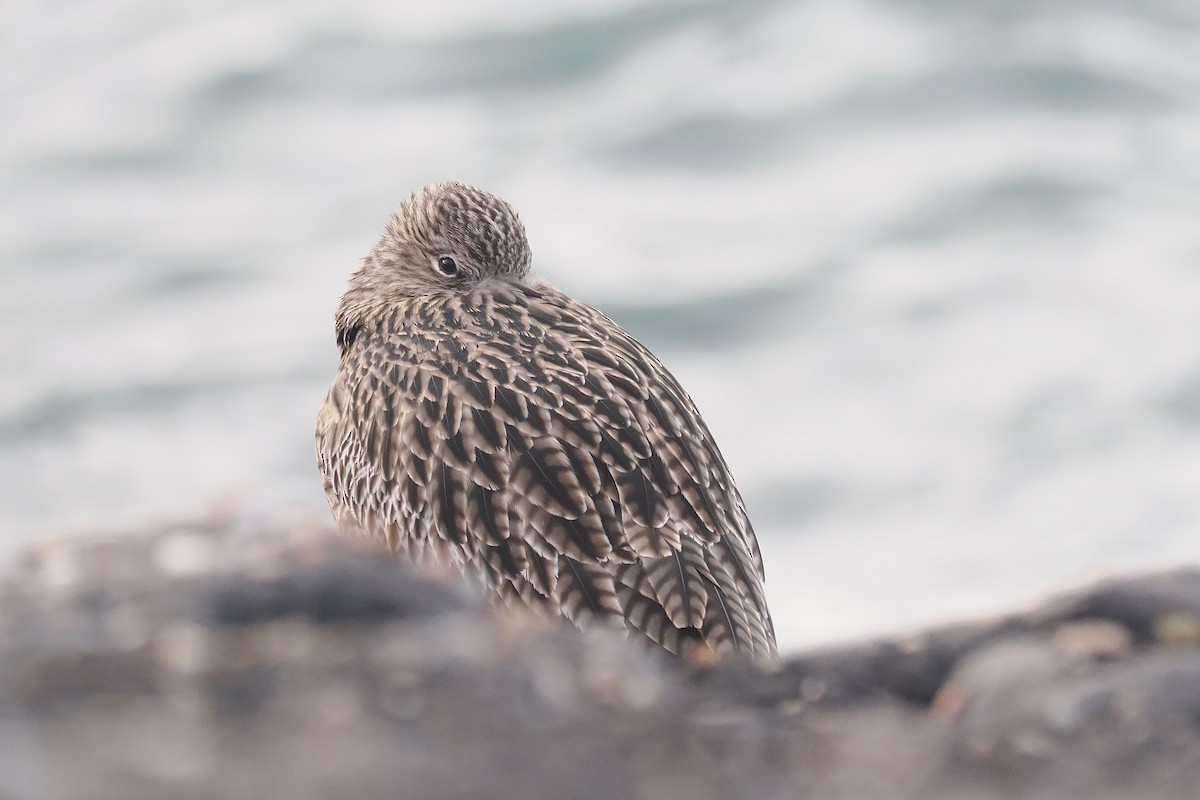 storspove - ML646500229