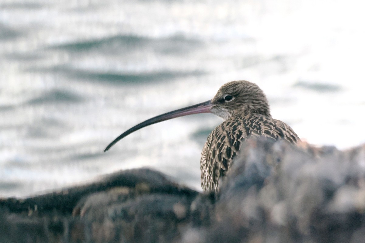 storspove - ML646500230