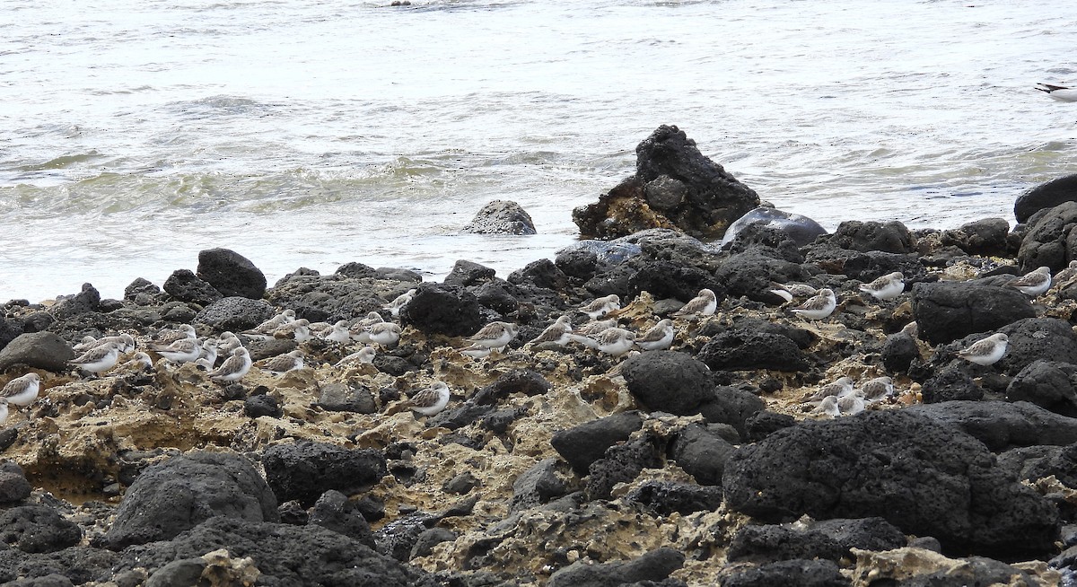 Red-necked Stint - ML646500231