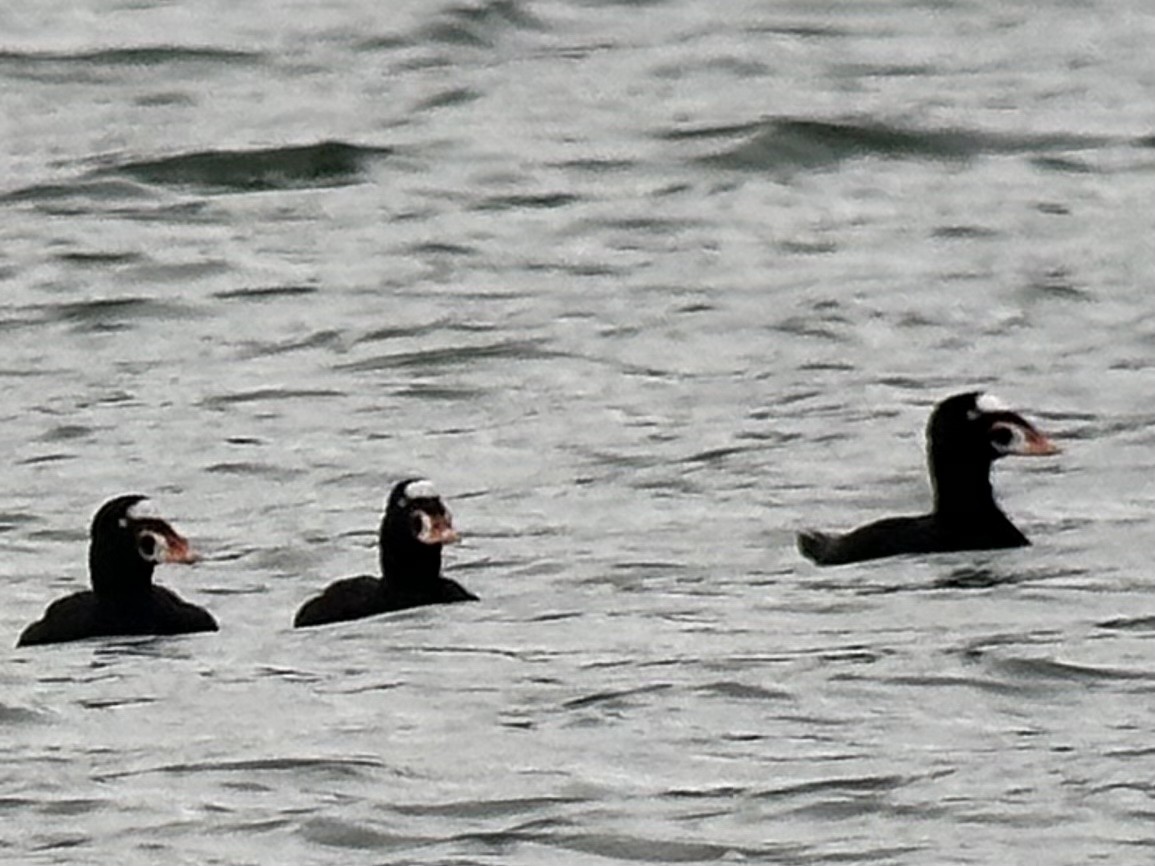 Surf Scoter - ML646500233