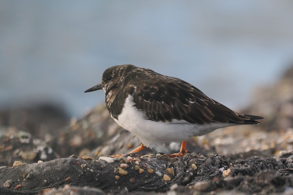 steinvender - ML646500236