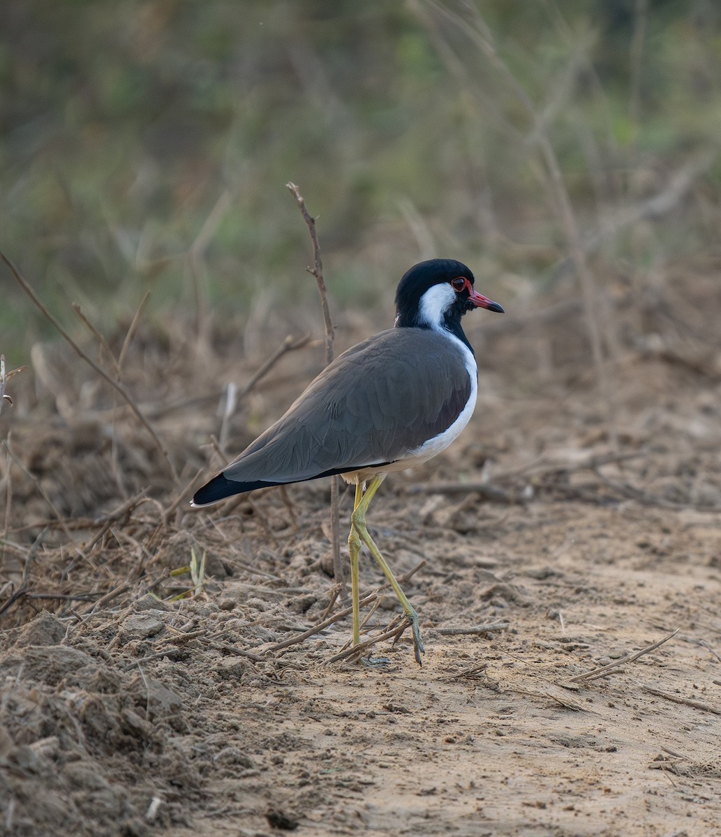 Red-wattled Lapwing - ML646500242