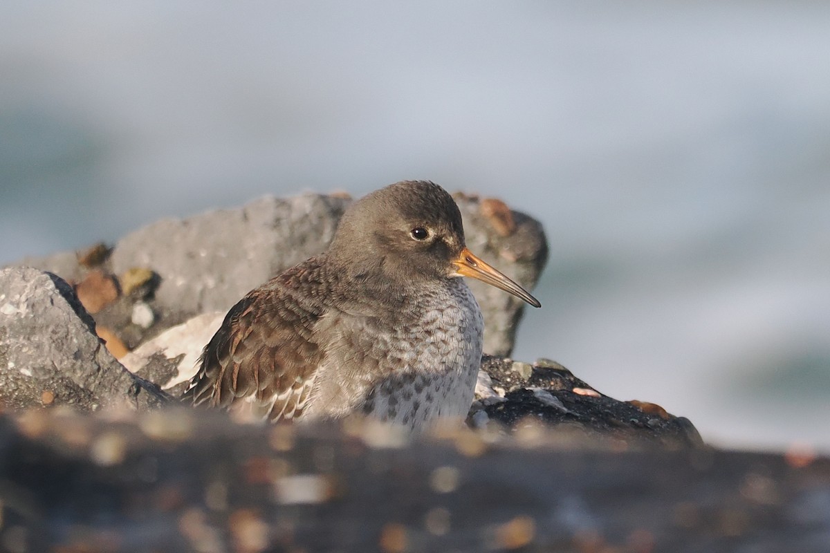 fjæreplytt - ML646500243