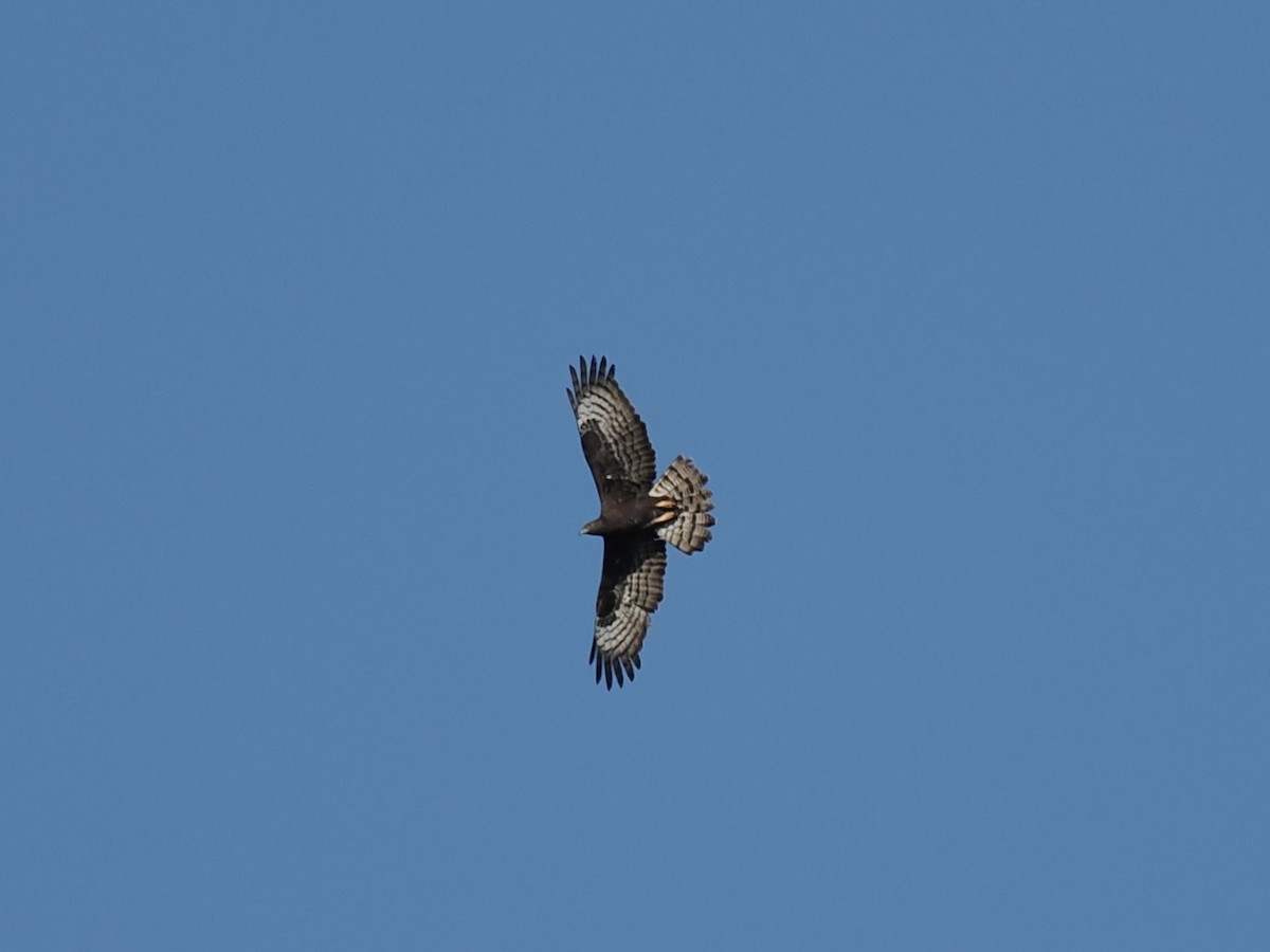 Согсоот гоорбис - ML646500250