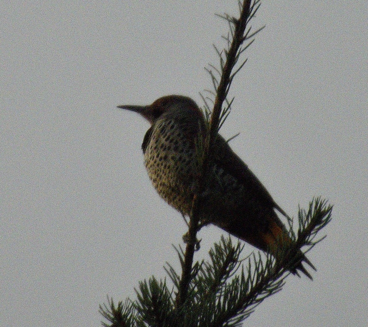 Northern Flicker - ML646500252