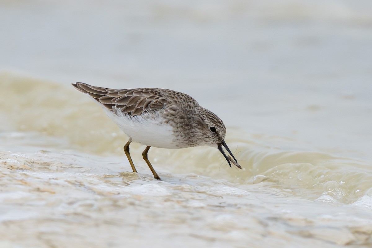 Least Sandpiper - ML646500255