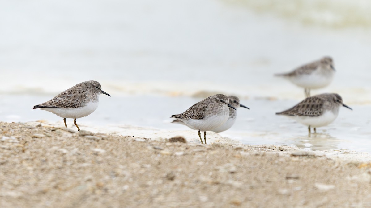 Least Sandpiper - ML646500257