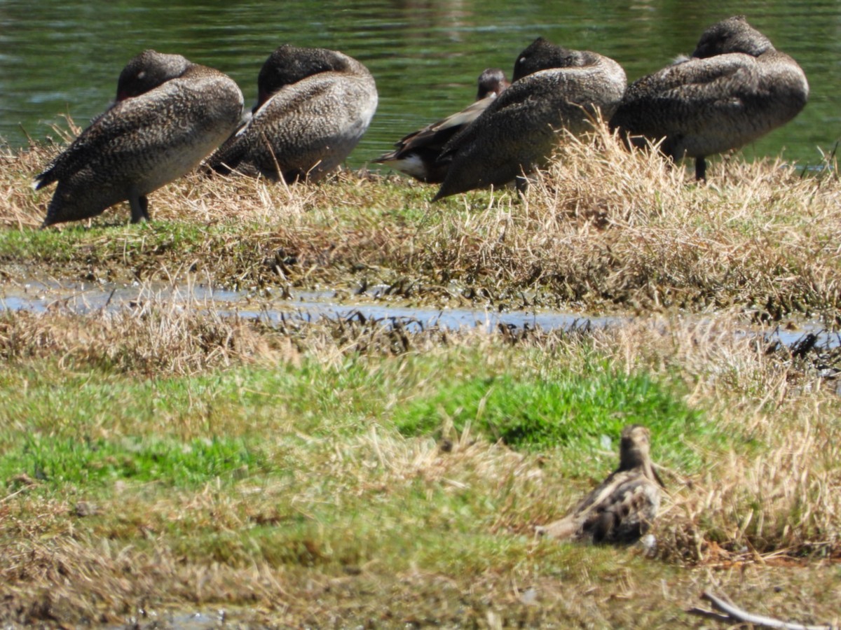Stictonette tachetée - ML646500263
