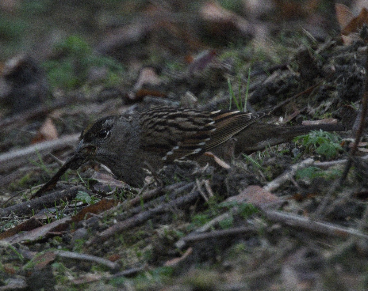 Golden-crowned Sparrow - ML646500264