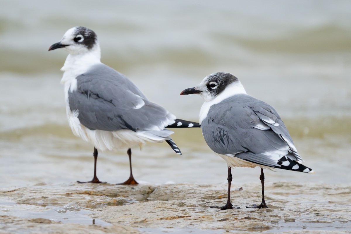 Franklin's Gull - ML646500265