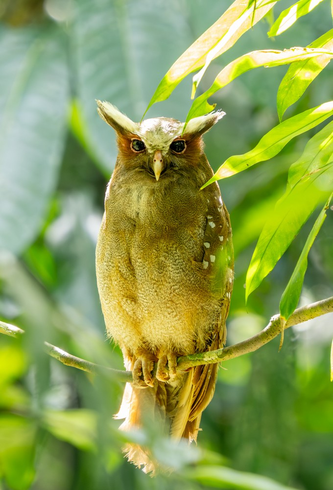Crested Owl - ML646500266