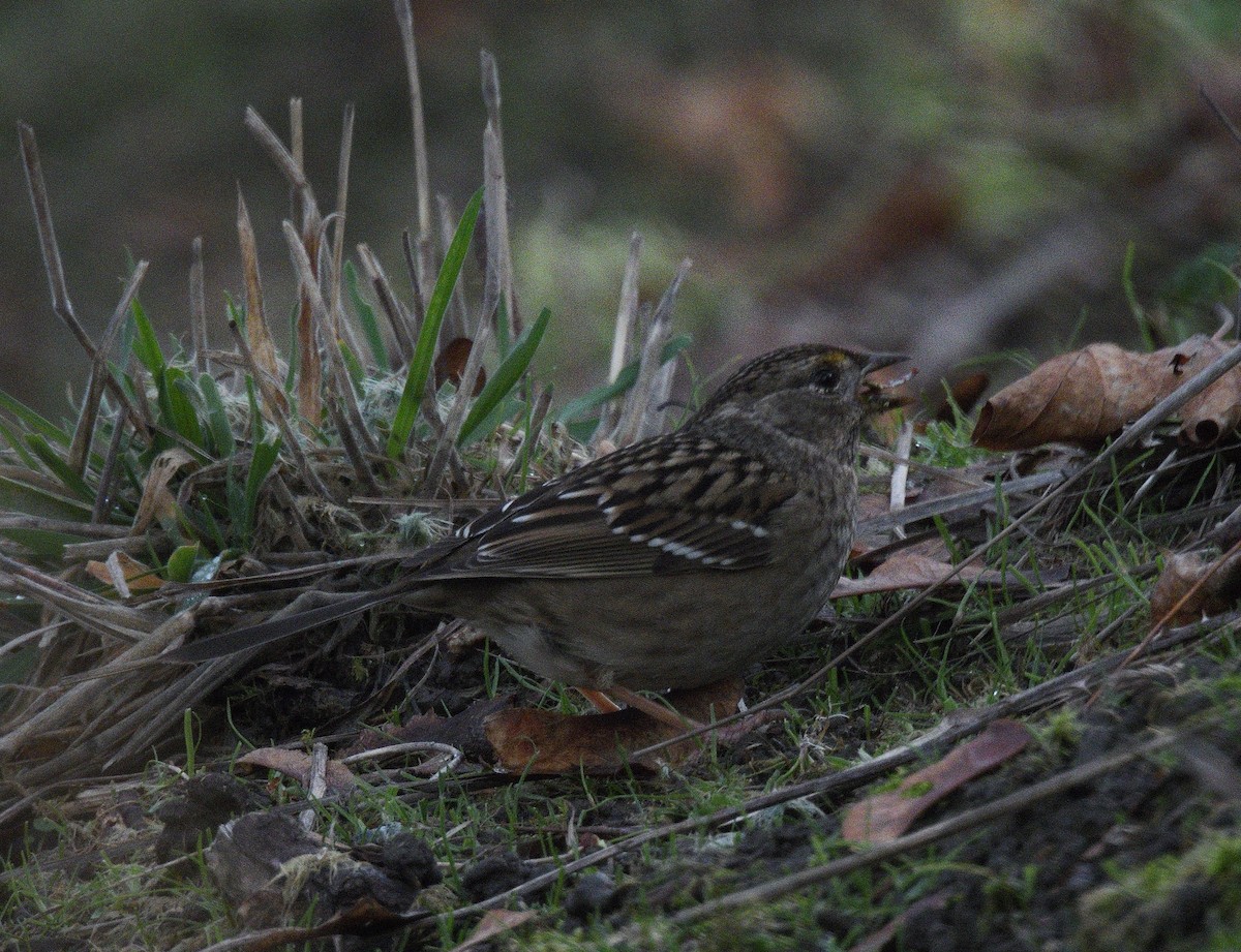 Golden-crowned Sparrow - ML646500269