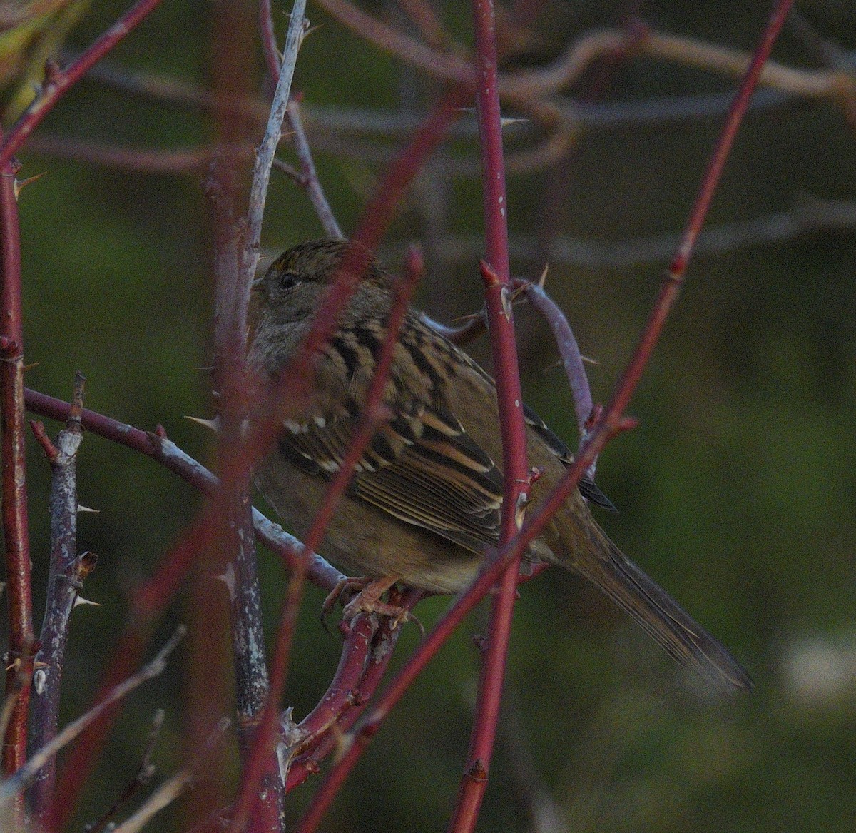 Golden-crowned Sparrow - ML646500271