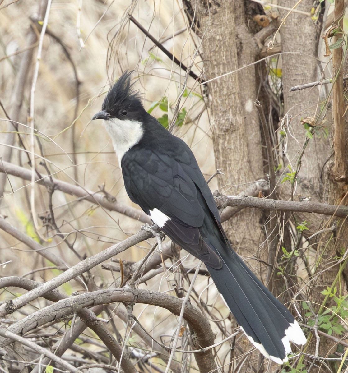 クロシロカンムリカッコウ - ML646500272