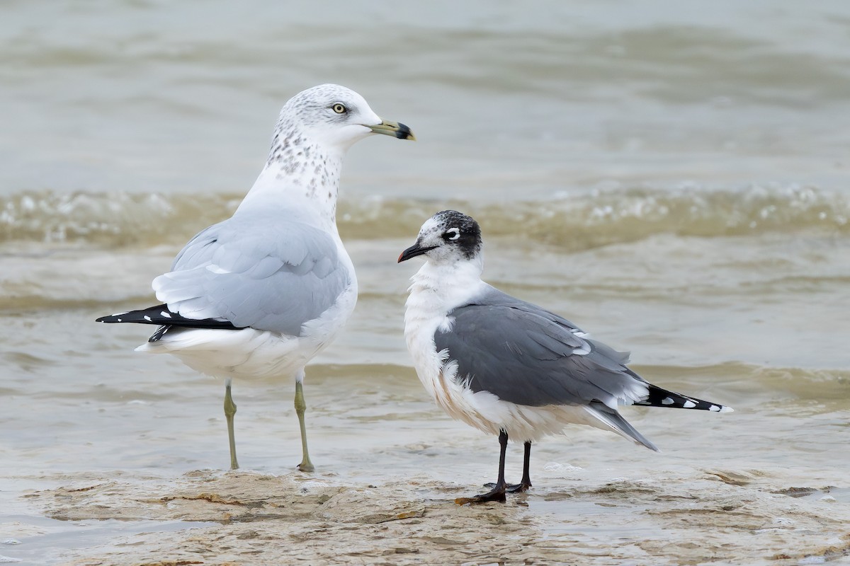 Ring-billed Gull - ML646500273