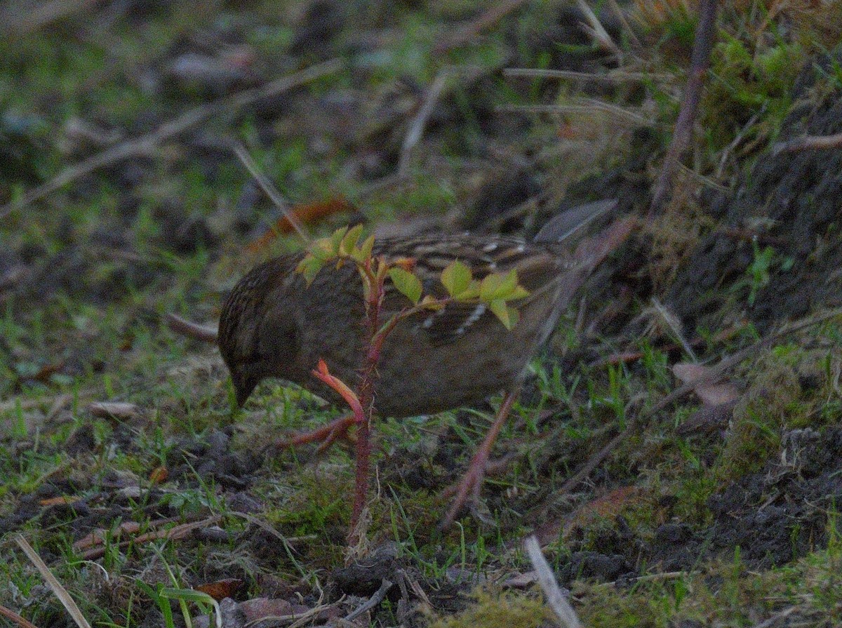 Golden-crowned Sparrow - ML646500274