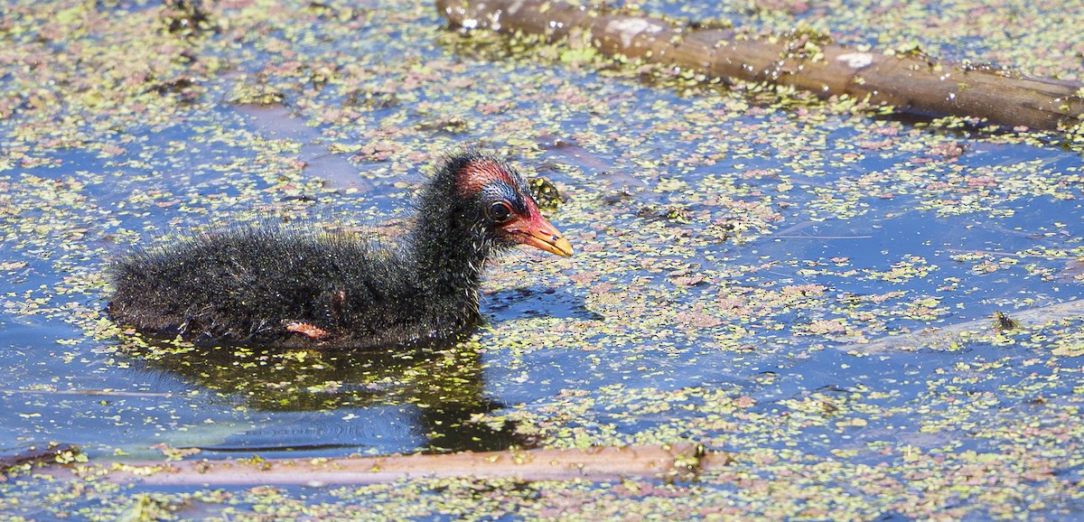 slípka tmavá - ML646500277