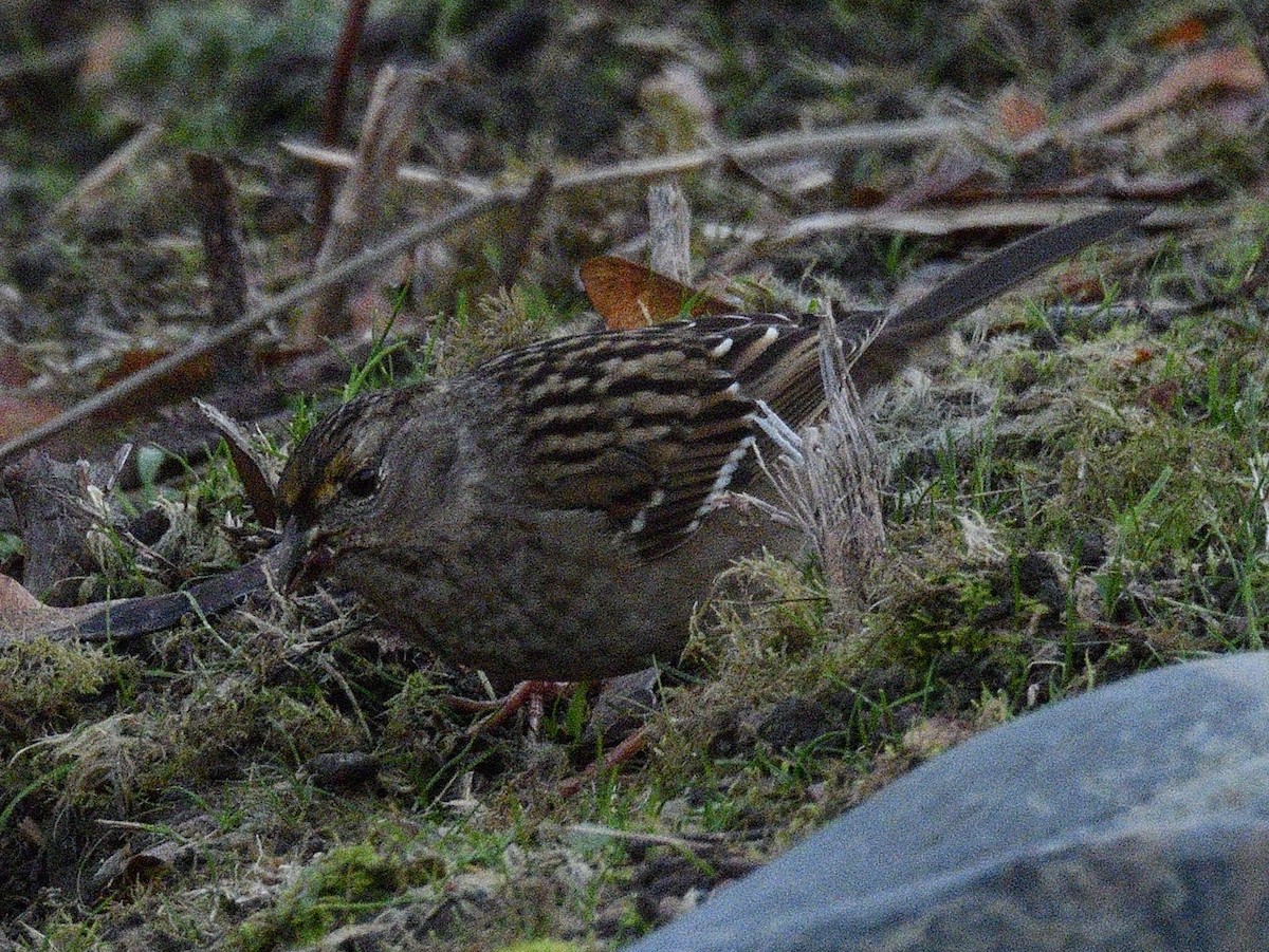 Golden-crowned Sparrow - ML646500278