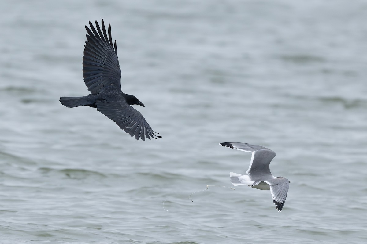 American Crow - ML646500283