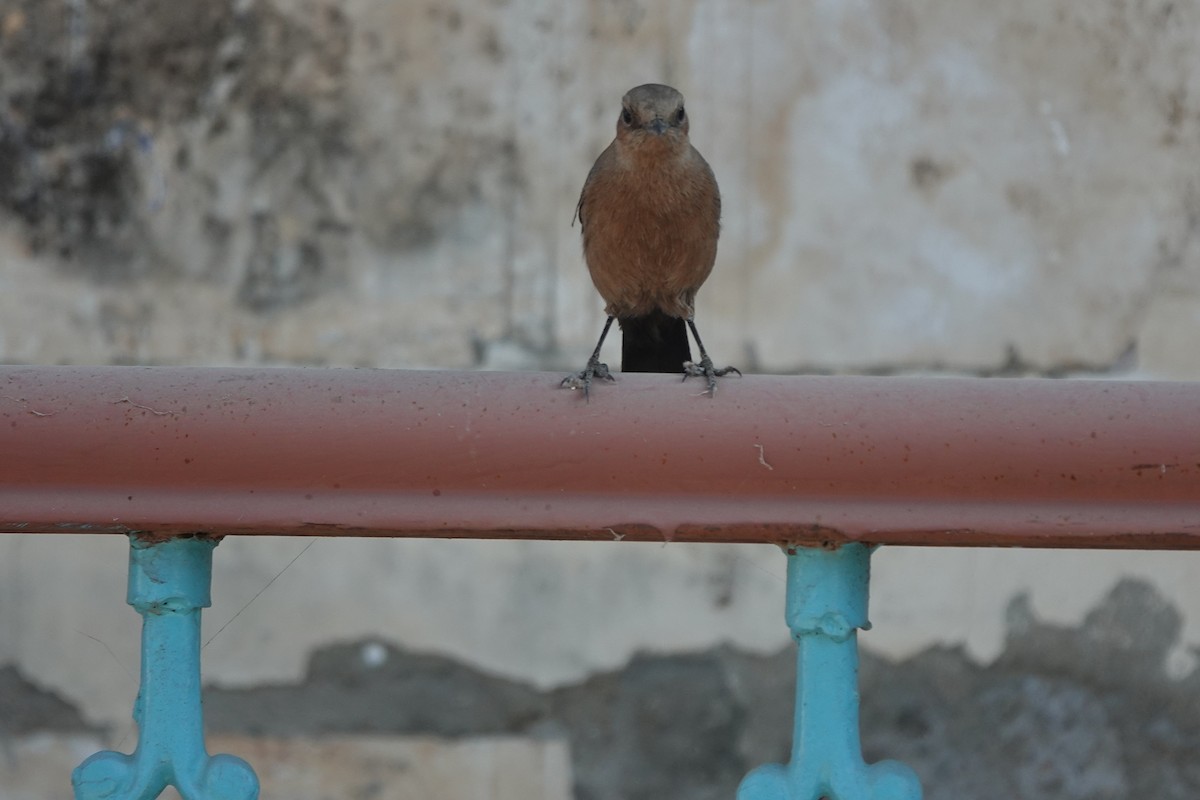 Brown Rock Chat - ML646500286