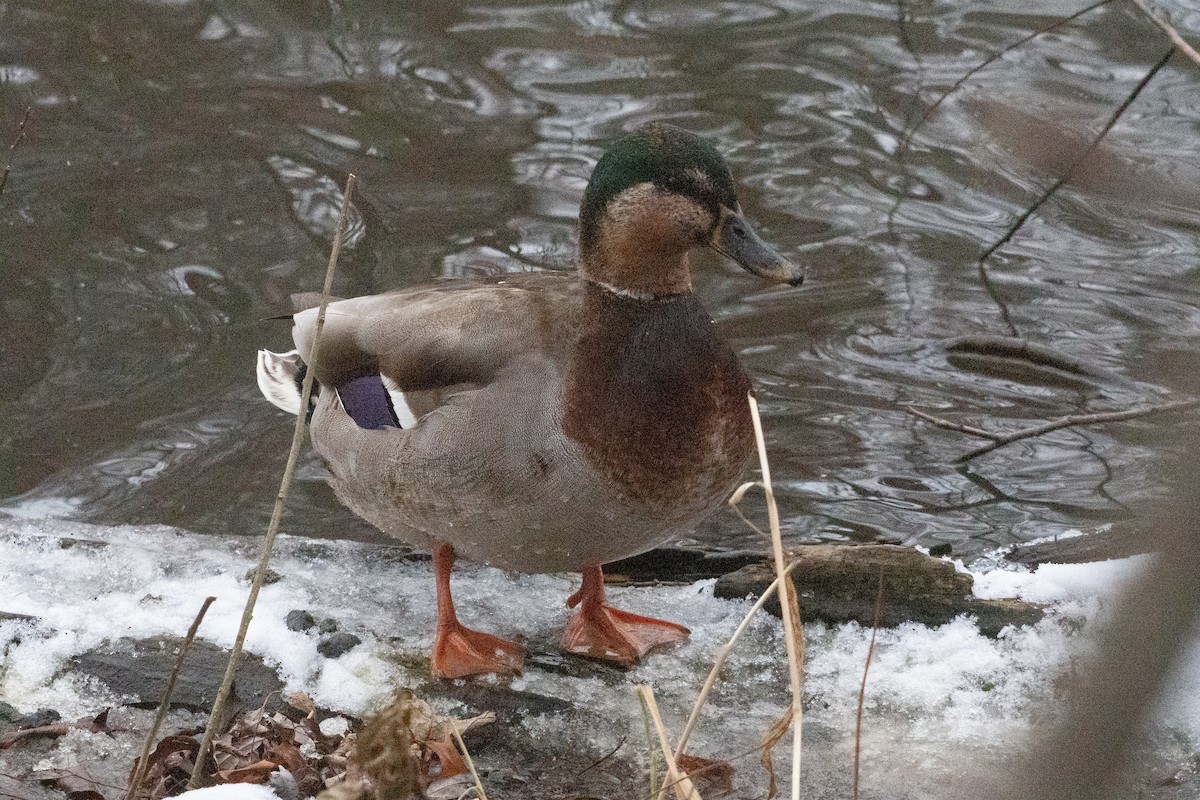 Mallard x American Black Duck (hybrid) - ML646500288
