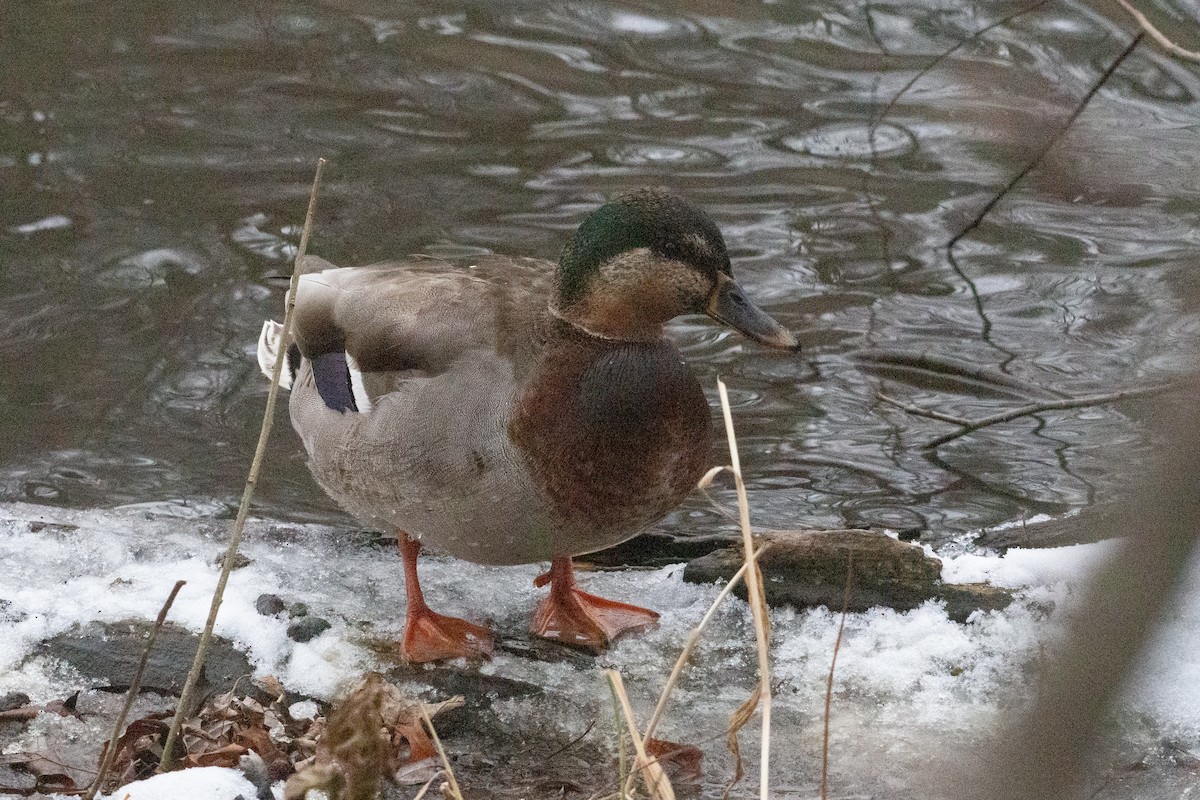 Mallard x American Black Duck (hybrid) - ML646500289