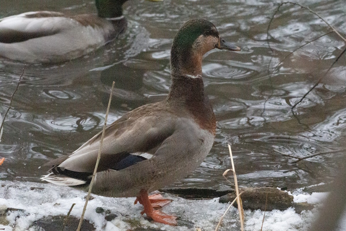 Mallard x American Black Duck (hybrid) - ML646500290