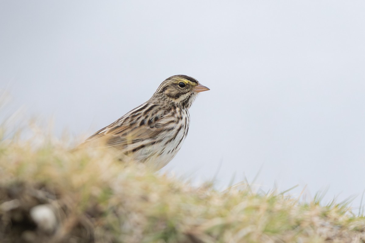 Savannah Sparrow - ML646500291