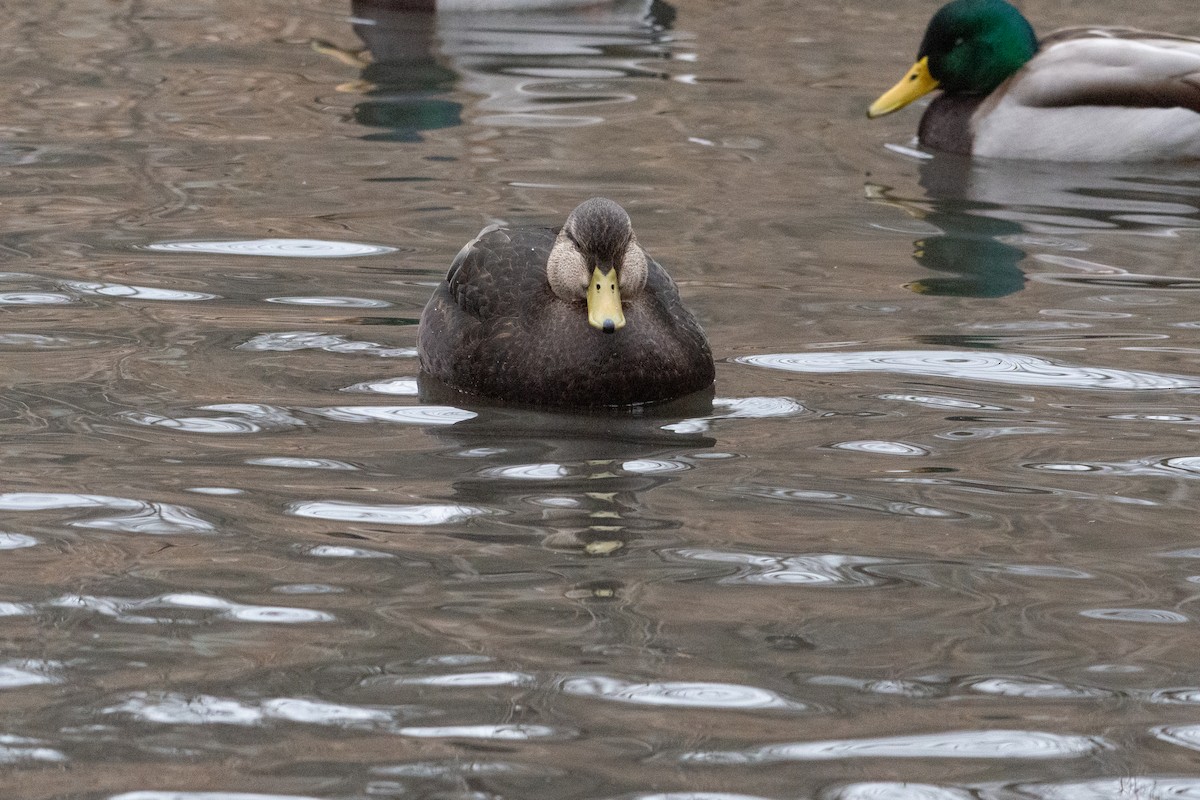 Ahate iluna - ML646500298