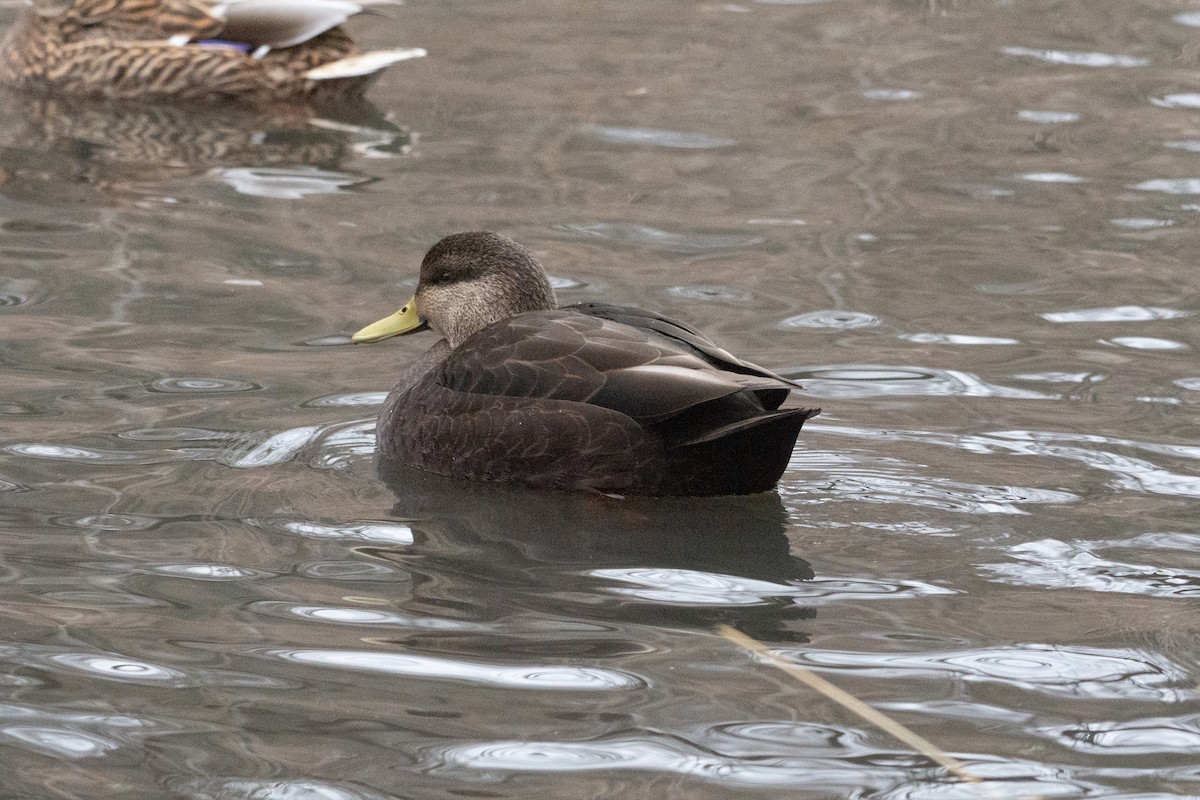 Ahate iluna - ML646500299