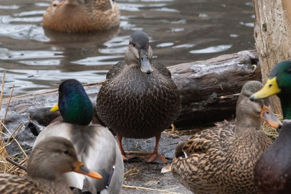 Ahate iluna - ML646500300