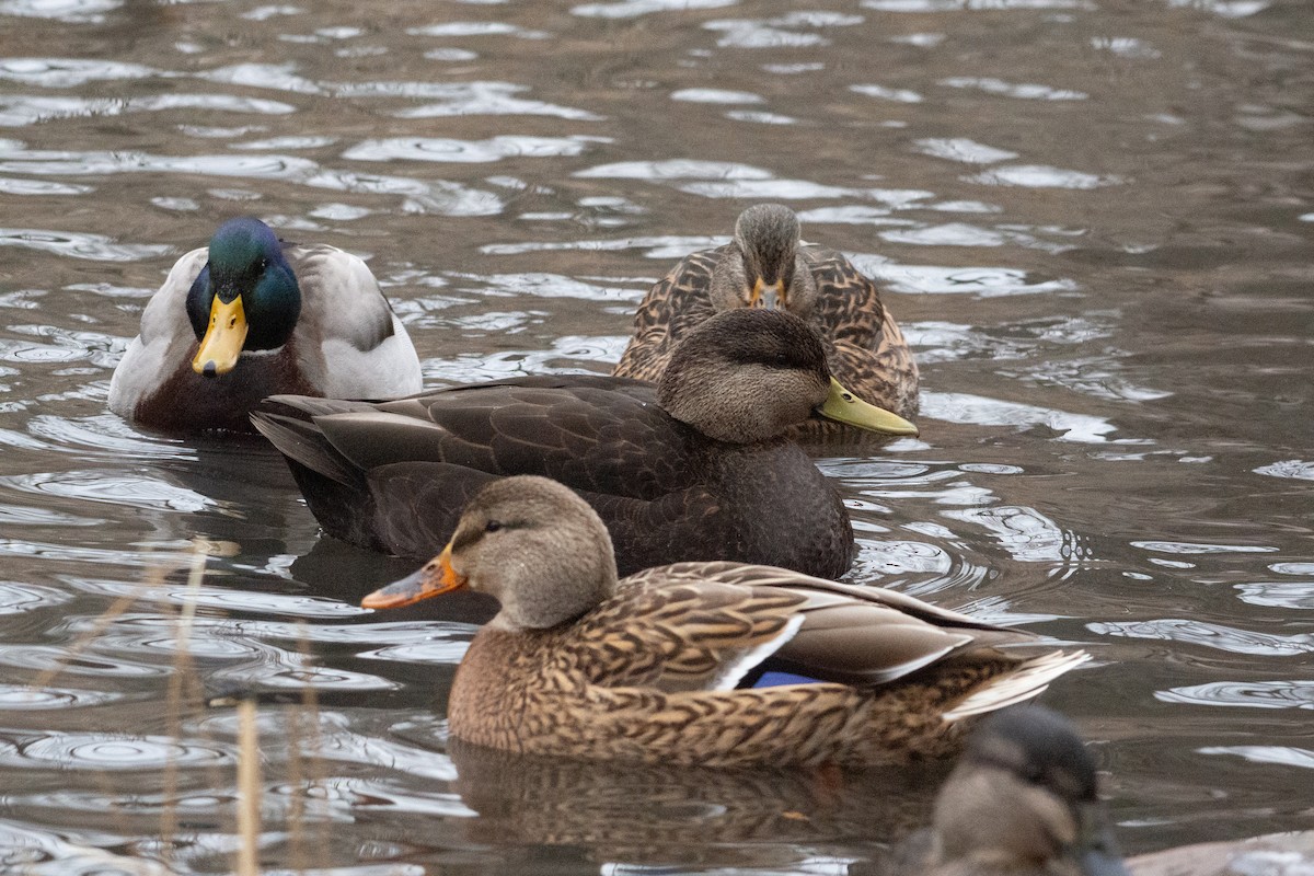 Ahate iluna - ML646500301