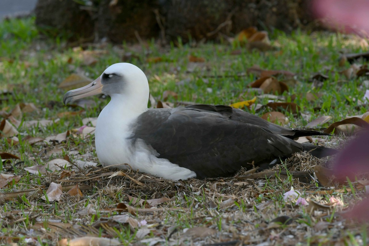 黑背信天翁 - ML646500310