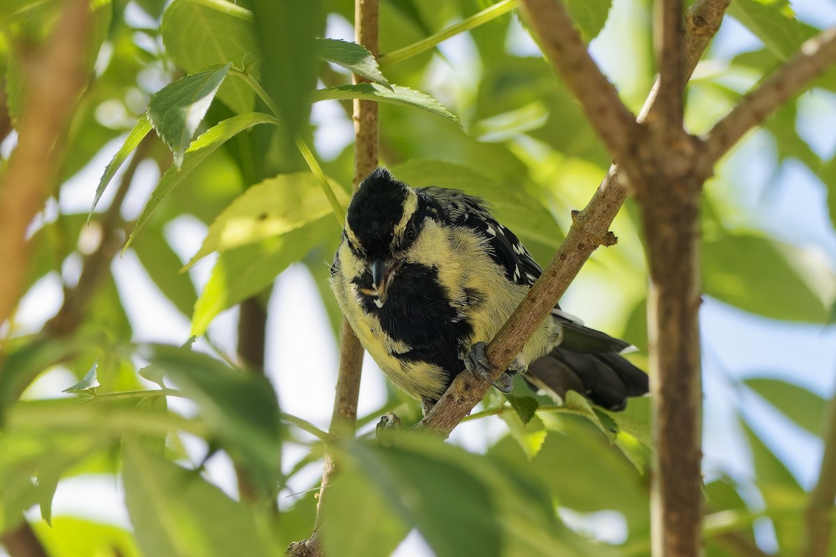 Indian Yellow Tit - ML646500315