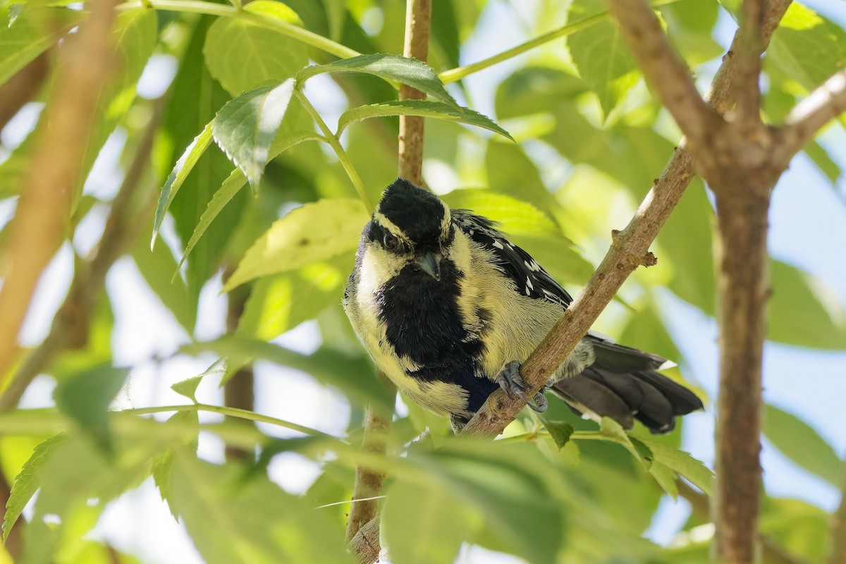 Indian Yellow Tit - ML646500316