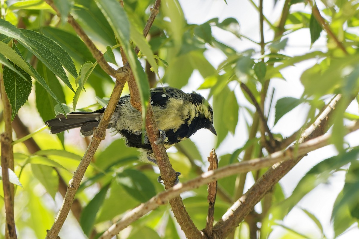 Indian Yellow Tit - ML646500317