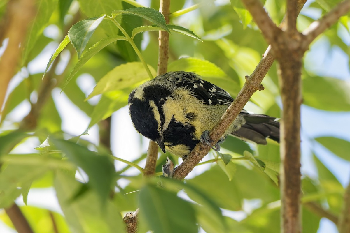 Indian Yellow Tit - ML646500318