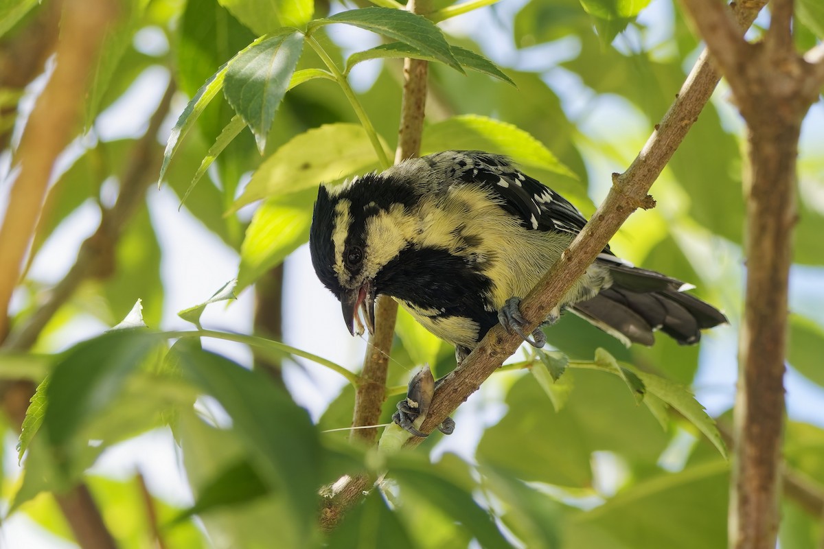 Indian Yellow Tit - ML646500319