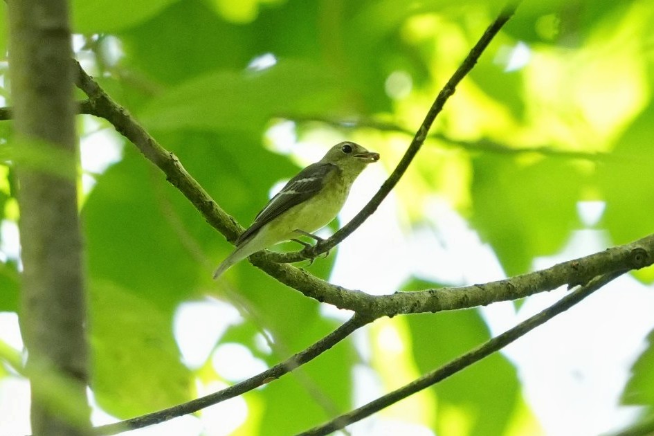 Yellow-rumped Flycatcher - ML646500320