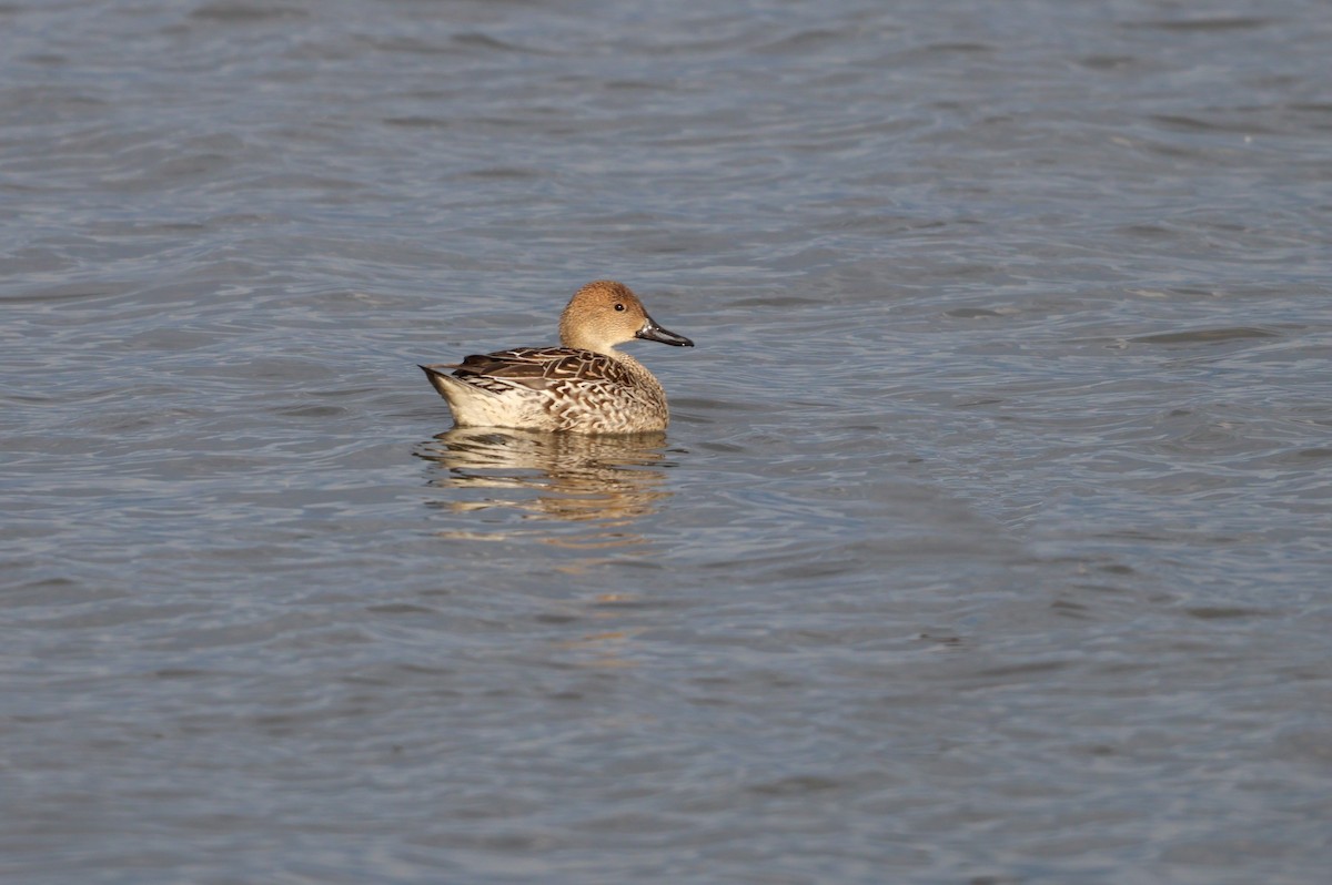Northern Pintail - ML646500323