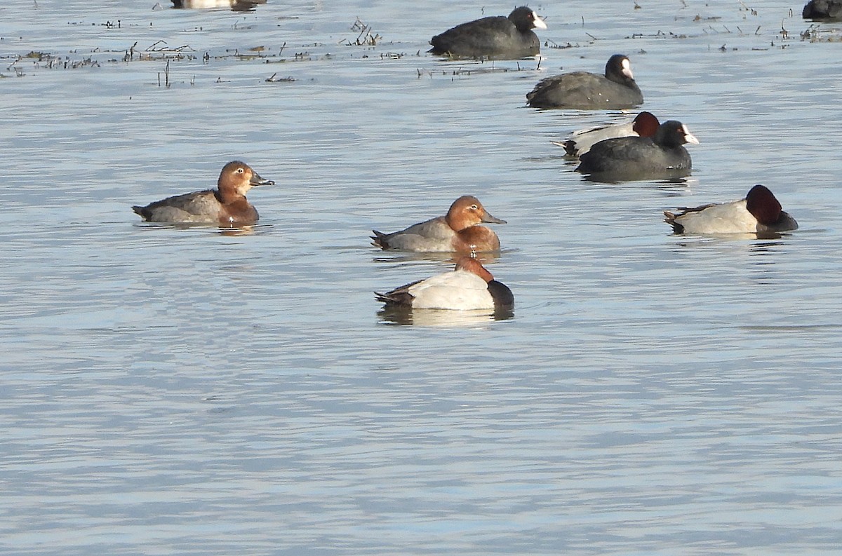 Common Pochard - ML646500324