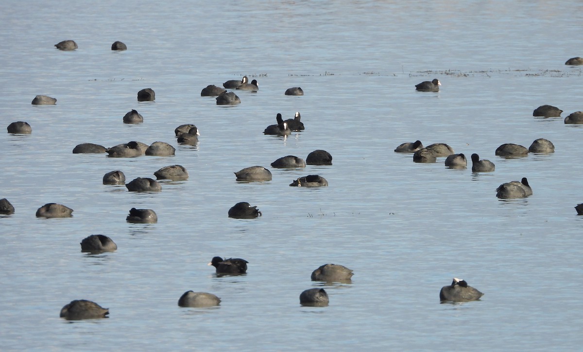 Eurasian Coot - ML646500327