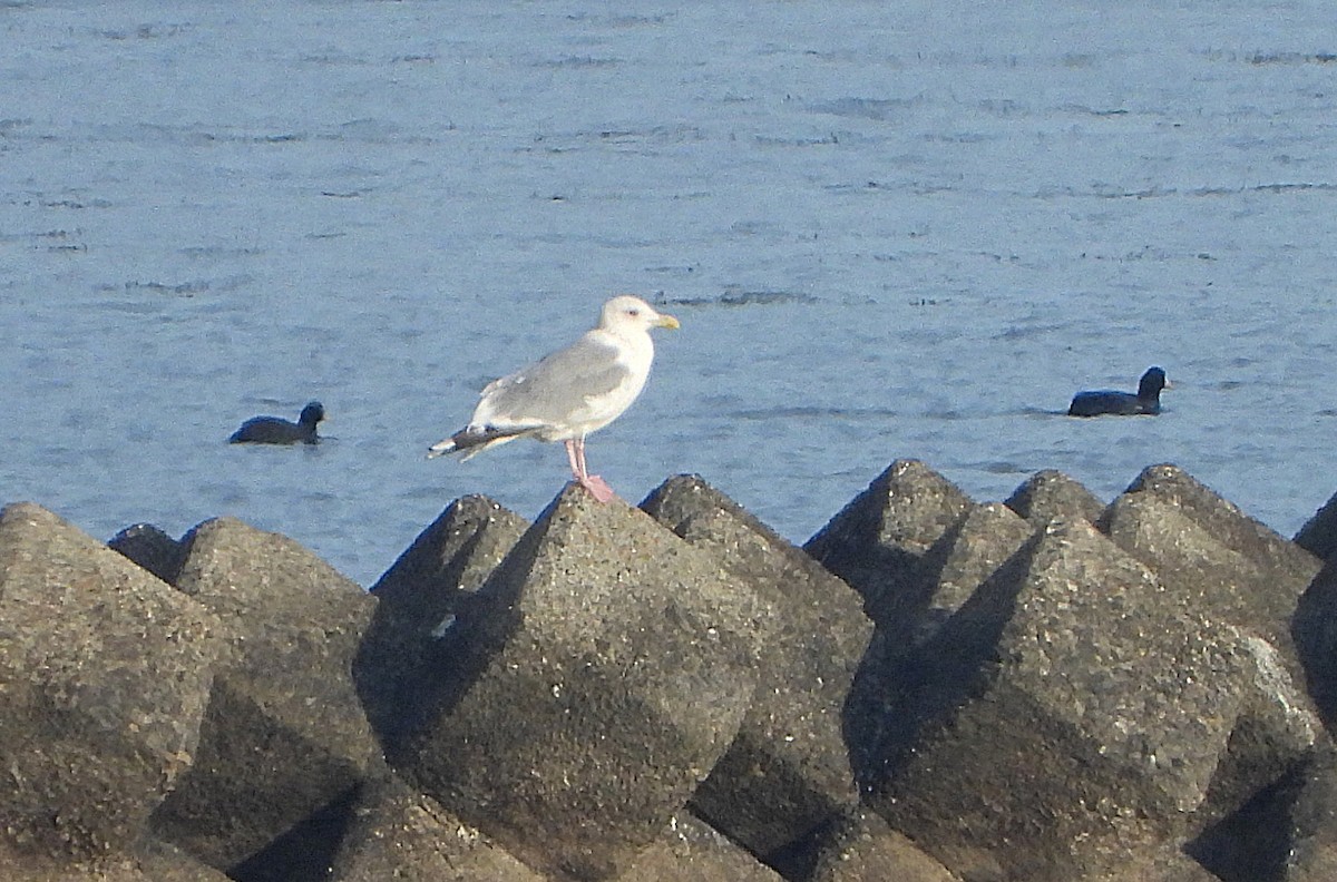 Vega Gull - ML646500333