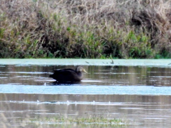 Ahate iluna - ML646500334