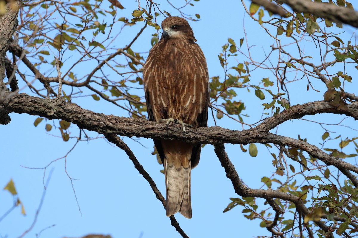 Black Kite - ML646500337